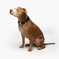 Tactical Dog Collar